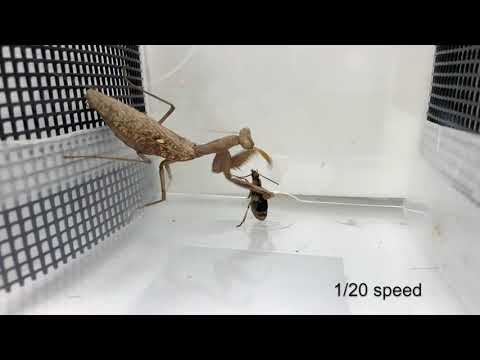 Praying mantis attacks bombardier beetle, gets bombed.