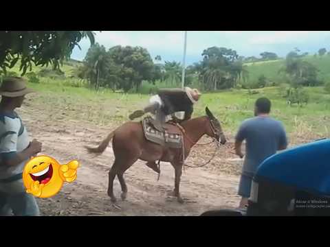 Animais de Fazenda Engraçados e Espertos #18 🐴 QUEDAS HILÁRIAS de Cavalos e BICHOS doidos!😂
