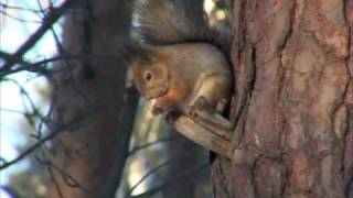 preview picture of video 'The Squirrel is at feeding up place'
