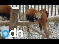 ADORABLE red pandas frolick in the snow in New.
