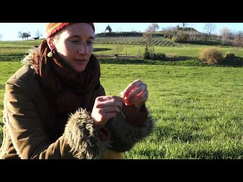 "Super Sauvage" - La cardamine des prés