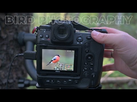 When WILDLIFE come CLOSE || BIRD PHOTOGRAPHY - camera settings