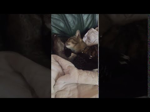 Καγκουρό, γάτα και καρακάξα έχουν γίνει... αχώριστοι φίλοι