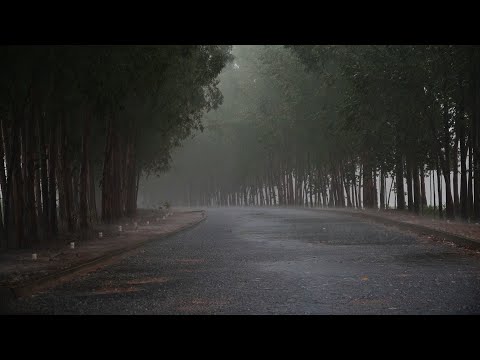 The sound of rain on street trees Insomnia Tinnitus Heavy rain ASMR for your sleep.