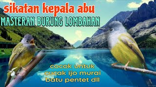 Download lagu Sikatan kepala abu masteran segala burung lombahan 🔥🔥 mp3 Download lagu Sikatan kepala abu masteran segala burung lombahan 🔥🔥 mp3