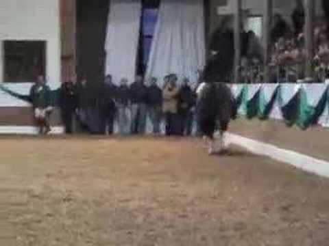 Fidertanz, Stallionshow jan 08