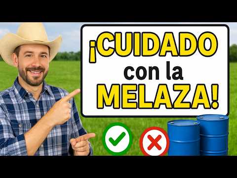 👉 🧑‍🌾🥛 The farmer's secret: molasses for more milk and more meat for your cows
