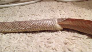 Corn snake &quot;Lieska&quot; shedding skin that eats him