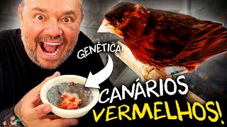Miniatura do vídeo