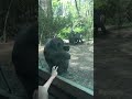 Baby Chimpanzee At The Bronx Zoo Picking His Nose Eating It And Banging On The Glass