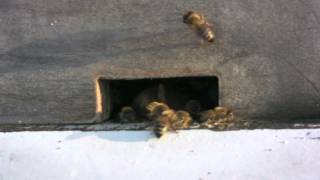 Koen Holtkamp - excerpt from "Loosely Based on Bees" (Official Music Video)