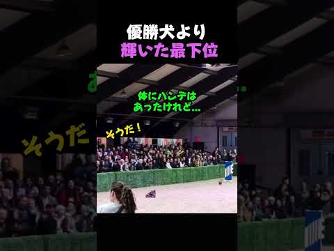 【涙腺崩壊】優勝した犬より大きな拍手をもらった理由が泣ける…