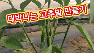 대박나는 고추밭 만들기 참외,수박,호박,오이,토마토,가지밭 만들기 심는 시기