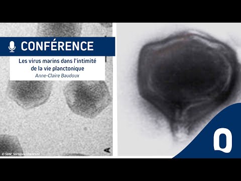 Les virus marins dans l’intimité de la vie planctonique