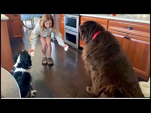 Newfoundland & Cavalier display very different eating styles
