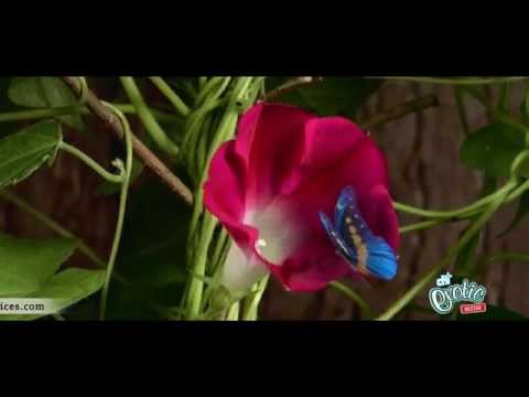 Pallavi Roy Chi Exotic 'Taste of Paradise'  sung by Pallavi Roy 