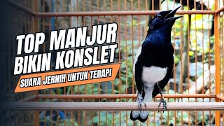 Download lagu suara BURUNG kacer GACOR ngeplong KONSLET Tarung ini Paling Ampuh buat PANCINGAN KACER agar EMOSI mp3 Download lagu suara BURUNG kacer GACOR ngeplong KONSLET Tarung ini Paling Ampuh buat PANCINGAN KACER agar EMOSI mp3