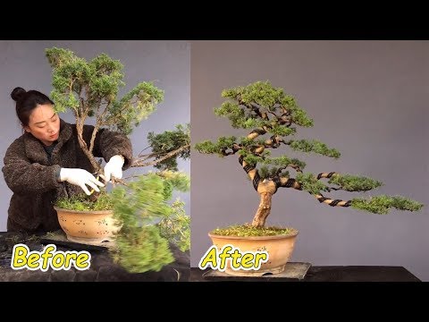 How to bend a bonsai - great bonsai bending skills #36
