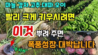 마늘감자고추 크고 무겁게 빨리 키우시려면 이것 주세요 폭풍성장 대박납니다 #무지커
