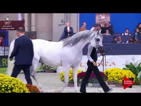 N.209 LAWRENCE EL GAZAL - Verona 2017 - 7-9 Years Old Stallions (Class 11)