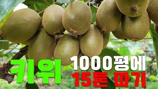 키위 1천평에 15톤 수확 노하우!!ㅣ다래명인의 재배방법 대공개 ㅣ 1천평에 5천만원 수입가능