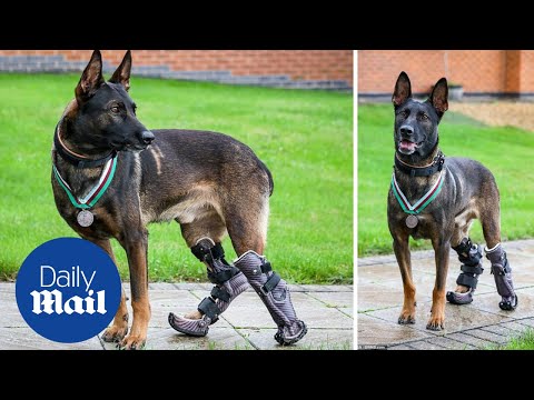 Kuno the wonder dog: Medal for hero military canine who tackled Al Qaeda gunman