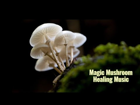 Music for Mushrooms to Stimulate Growth, Health, and Positive Vibes 🍄