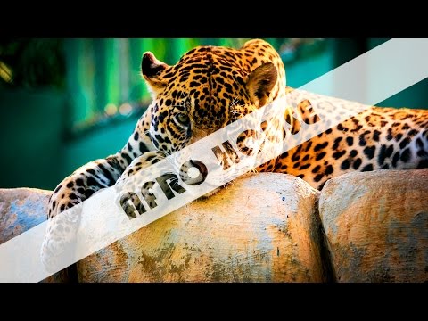 👑👑 [Afro-House] - Vany-Fox Beat'z - Jayson Chayzz