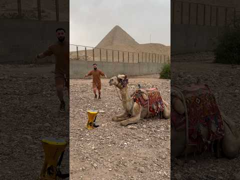 I beat darbuka on camel😱 #alrafaelo #darbuka #egypt