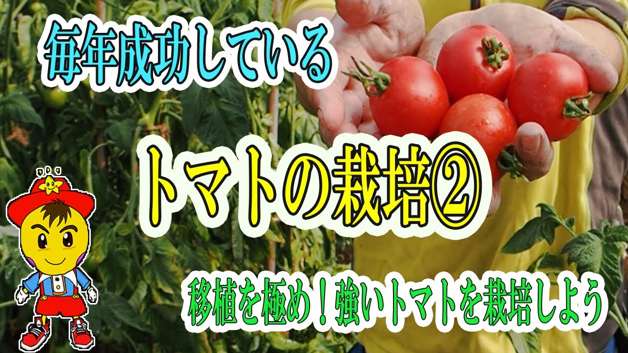 トマト苗をポットへ移植する活着の要点
