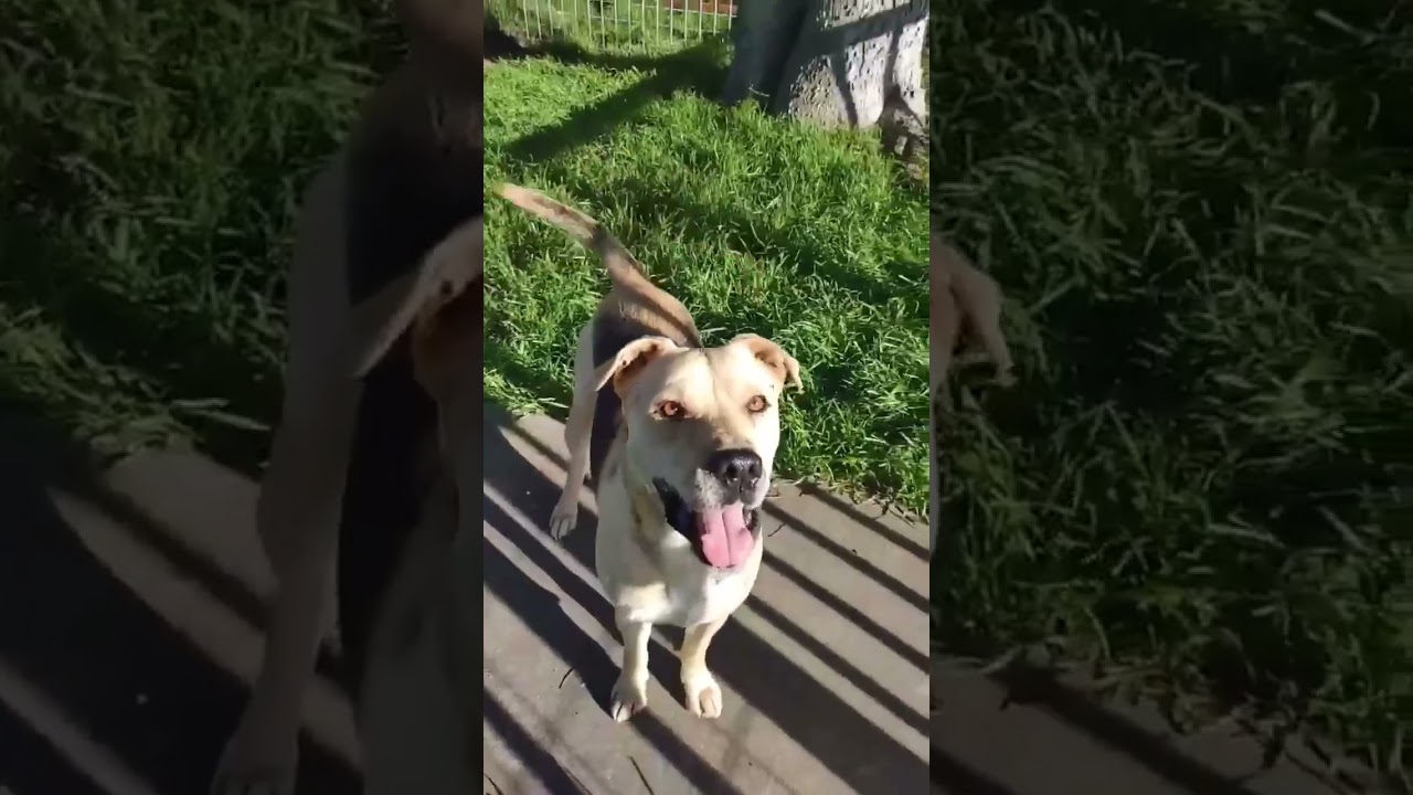 Relay, a Adoptable mixed breed in Springfield, OR video 2/6