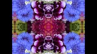 purple panacea and baby blue ( Saint James Infirmary by Dave Van Ronk live in Sebastopol, CA '97)