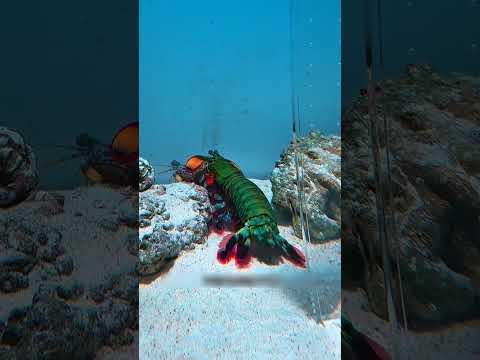 Dari Mau Bertarung… Jadi Kawin & Bangun Rumah Bersama! #shorts