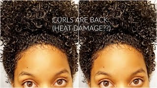 Watch My Curls Revert (Straight to Curly) on Natural Hair