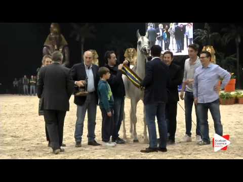 3rd-N.195 SA MINERVA - Verona 2015 - Senior Females Championship (Class 17)