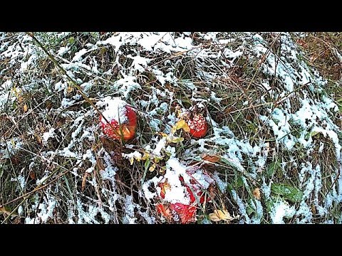 Перший Сніг в горах Карпатах \ The first Snow in the Carpathian Mountains