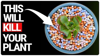 CERAMSITE: The Cute Leca Killing Your Plants | Is ALL Leca The Same?