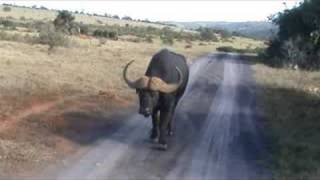 preview picture of video 'Buffalo charging at Kariega game reserve'