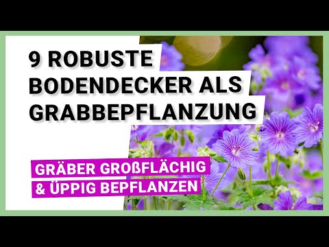 9 robuste Bodendecker für eine pflegeleichte Grabbepflanzung