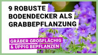 9 robuste Bodendecker für eine pflegeleichte Grabbepflanzung
