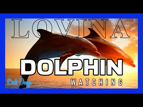 Bali Dolphin Watching a must do Lovina adventure !