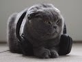 So Klingt Musik Die Katzen Glücklich Macht Extra Für Tiere Komponiert Nichts Für Den Menschen