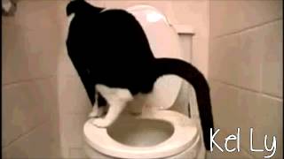 Hi ich bin eine coole Katze oki