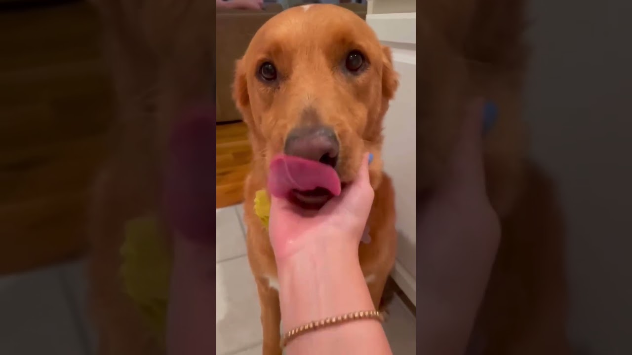 Enlarge Maple, a Adoptable mixed breed in Princeton, NJ video 6/6