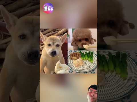 Nhìn nó đáng thương quá cô chú a chị ơi.