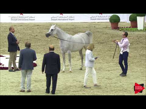 194 GALERIDA Sharjah International 2018