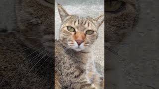 【寝返り後のつづき】今日も猫は地面でゴロンゴロン何度も寝返りする。 #猫 #shorts