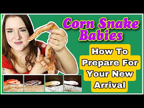 Corn Snake Babies ||How To Prepare And What To Expect|| ~Ellie Snake Lady~