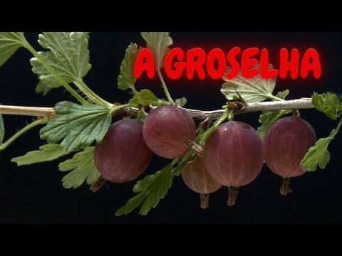 Gooseberry - The wronged fruit in Brazil - Have you "spoken gooseberry" today?