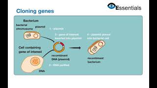 Essentials Video Animation - Cloning Genes